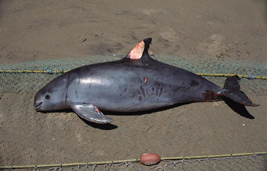 Vaquita, czyli morświn kalifornijski (Phocoena sinus), ma rozmiary zbliżone do poławianej nielegalnie przez rybaków totoaby. Ssak wpada w sieci rybackie i w nich ginie.