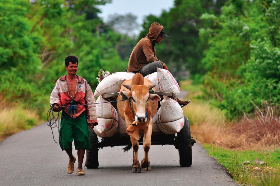 Wóz ciąg­nięty przez woła – tradycyjny ­środek ­transportu na Borneo i Madagaskarze.