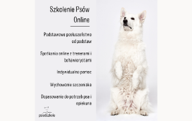 Psy po pandemii, czyli jak postępować, aby po powrocie do normalności pies nie miał lęku separacyjnego.