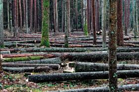 Miejscowi przedsiębiorcy drzewni widzą w Puszczy głównie źródło surowca.