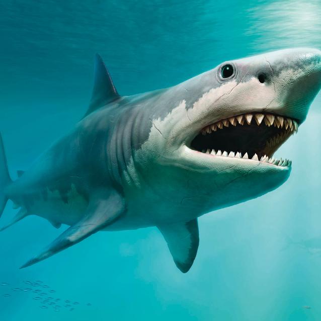 Megalodony wymarły ok. 4 mln lat temu.