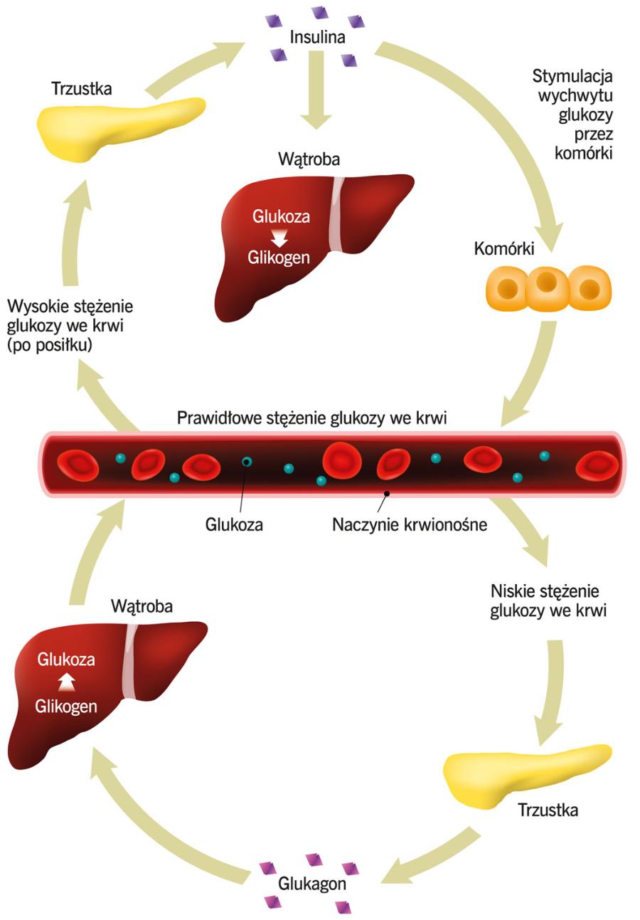 Insulina i glukagon odpowiadają za utrzymanie właściwego stężenia glukozy we krwi.
