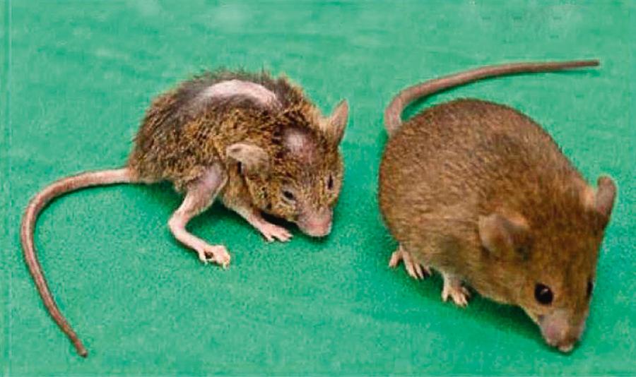 Po lewej mysz z chorobą podobną do progerii (m.in. utrata sierści, niska masa ciała, osłabienie mięśni, podatność kości na łamliwość). U osobnika po prawej udało się zapobiec chorobie poprzez zahamowanie enzymu ICMT.