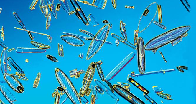 Okrzemki, jednokomórkowe glony. Z osadów zawierających ich szczątki powstaje ziemia okrzemkowa.