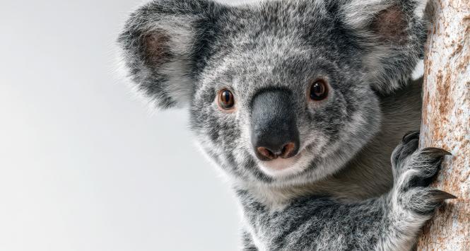 Pulsar - wyjątkowy portal naukowy.