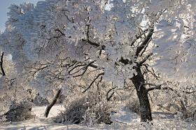 Bywa pięknie, a jak będzie w tym roku? Suwalski Park Krajobrazowy. Wodziłki, 15.01.2010 r.