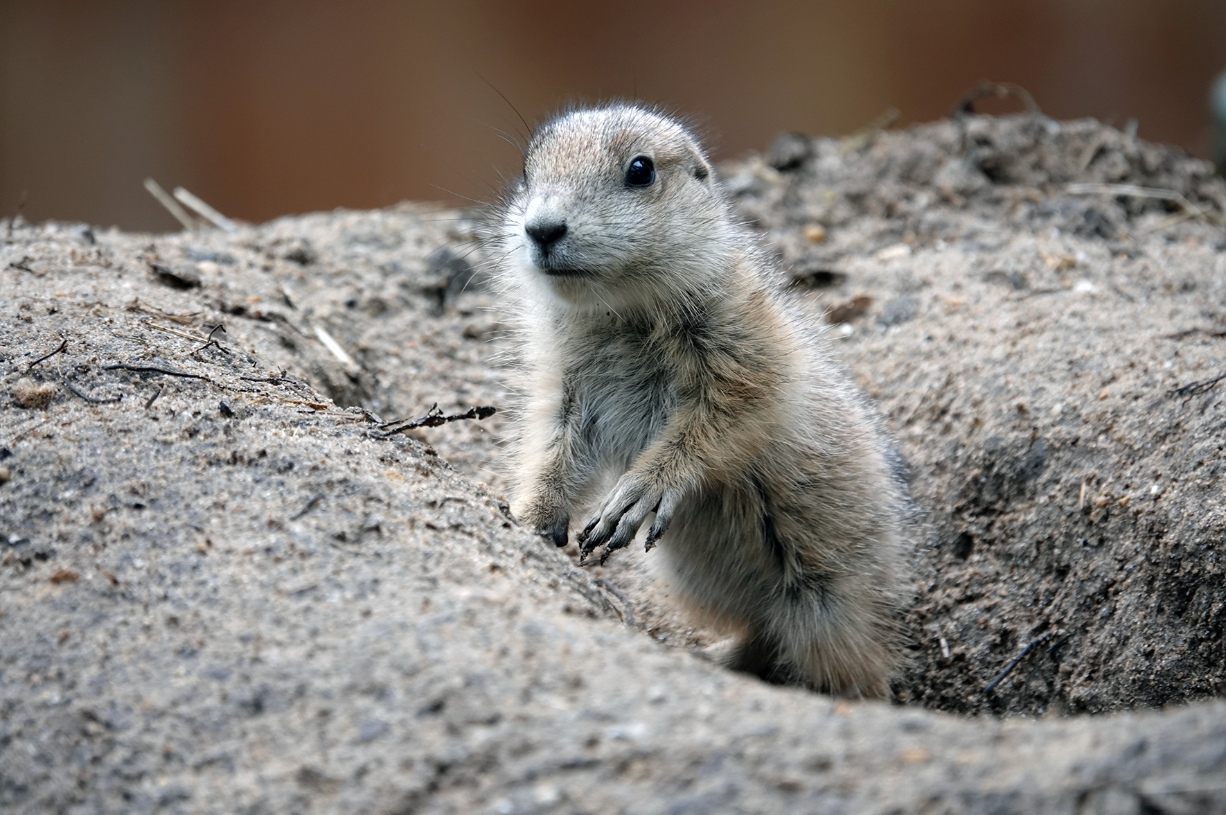 Od HIV i eboli po Covid-19 i małpią ospę – handel dzikimi zwierzętami jest dla ludzi ryzykowny