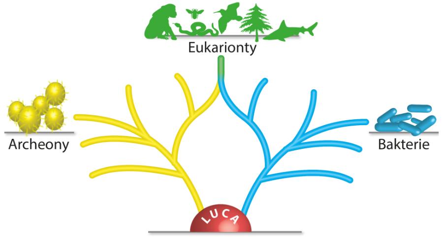 Uproszczone drzewo filogenetyczne. Bakterie, eukarionty i arche­ony pochodzą od wspólnego przodka zwanego Luca.