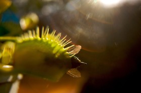 Nie tylko pająki czyhają. Muchołówce trafił się okazały chrząszcz. Ta roślina należąca do rosiczkowatych dzięki człowiekowi trafiła do ogródków i oranżerii poza Ameryką.