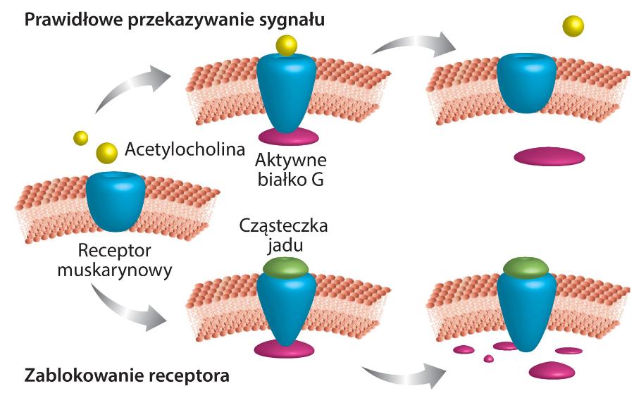 Jad węży blokuje pobudzane przez acetylocholinę receptory muskarynowe. Następuje ograniczenie aktywności białka G, zaburzenie rytmu serca oraz skurczu mięśni gładkich. W konsekwencji sparaliżowana ofiara zaczyna się dusić.