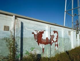 Krowy widuje się tu wszędzie, nawet na murach.