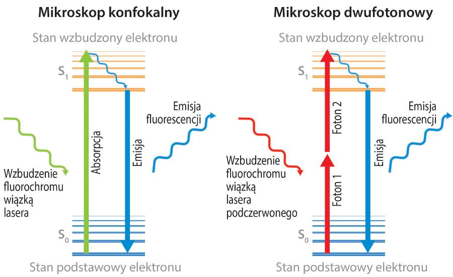 Metoda działania ­mikroskopu konfokalnego i dwufotonowego. Światło lasera wzbudza fluorescencję znacznika, umożliwiając obserwację konkretnych struktur.