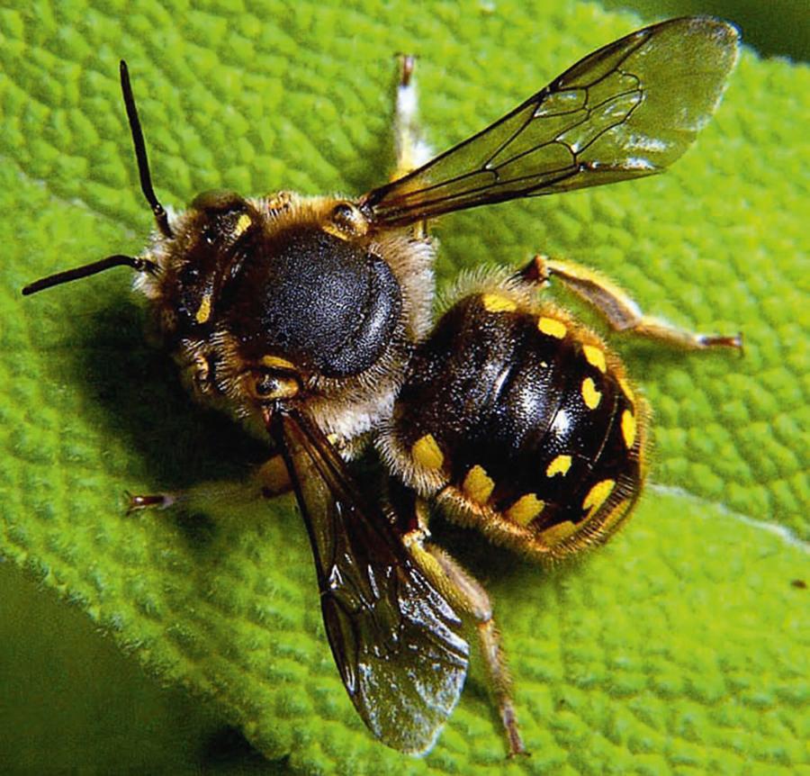 Makatka zwyczajna (rodzina miesierkowate) to pszczoła samotna, budująca gniazdo w różnych szczelinach.