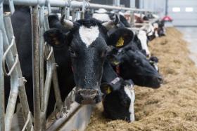 W zeszłym roku ceny mleka spadły na łeb na szyję poniżej granicy 2 zł za litr, wielu rolników zeszło poniżej kosztów produkcji.