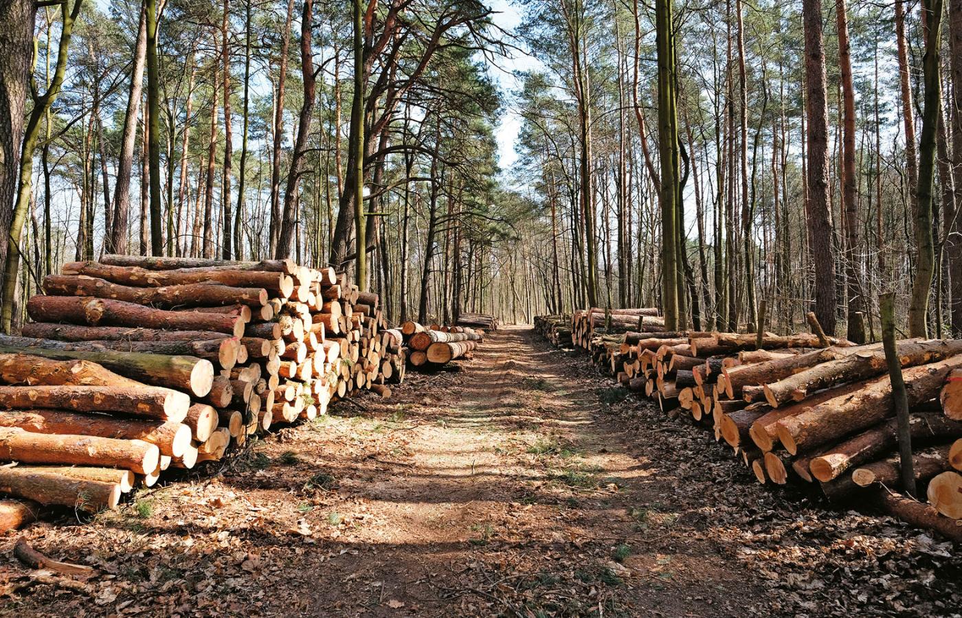 Lasy Państwowe zapewniają, że sadzą więcej drzew, niż wycinają.