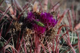 Ferocactus latispi.