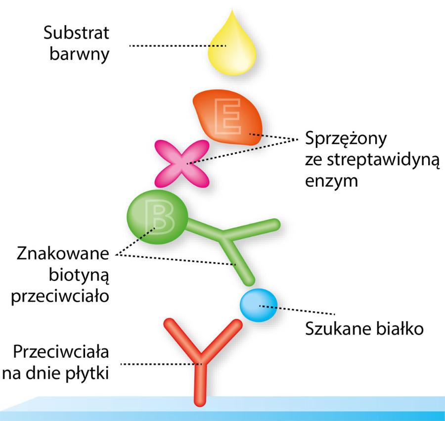 Test EliSpot to ciąg odpowiednich reakcji. Odzwierciedla liczbę komórek, które wytworzyły szukane białko.