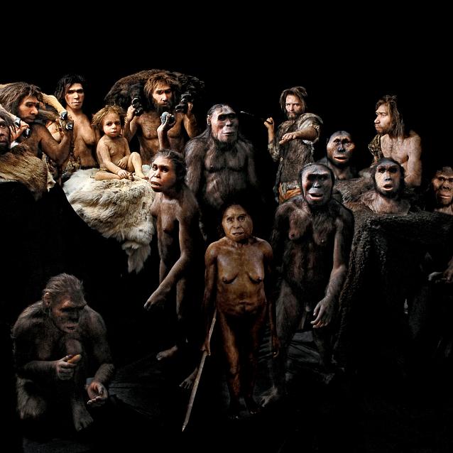 Modele antropologiczne oparte na skamielinach. Od lewej: Homo ergaster, Homo georgicus (mężczyzna), grupa neandertalczyków, w tym dziecko, Homo georgicus (kobieta, rzuca kamień), Homo floresiensis (trzyma włócznię), Lucien i Lucy (Australopithecus afarensis), myśliwy z Cro-Magnon (rzuca włócznią), trzy głowy – Paranthropus boisei, Sahelanthropus tchadensis, Australopithecus africanus), mężczyzna i kobieta neandertalczycy. Na dole po lewej: samica Homo habilis (kuca).