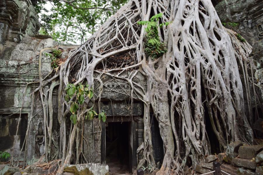 Strzępki grzybów zwiększają powierzchnię czynną korzeni, co oznacza, że drzewo może pobierać więcej wody i składników pokarmowych. Ponieważ grzyby nie potrafią przeprowadzać fotosyntezy, zdane są na pozyskiwanie związków organicznych od swojego partnera. Na zdjęciu zajęty przez korzenie kompleks świątynny Angkor Wat w Kambodźy.