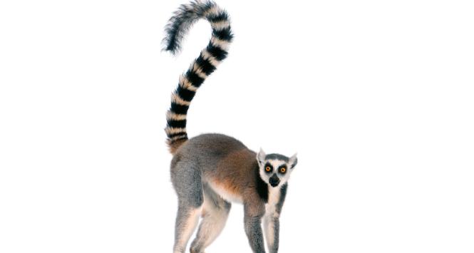 Lemur