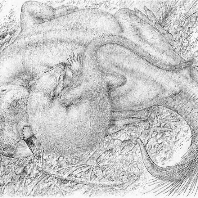 Rekonstrukcja walki Repenomamus robustus z Psittacosaurus lujiatunensis. Autor rysunku: Michael Skrepnick (reprodukcja w pracy naukowej za zgodą autora).