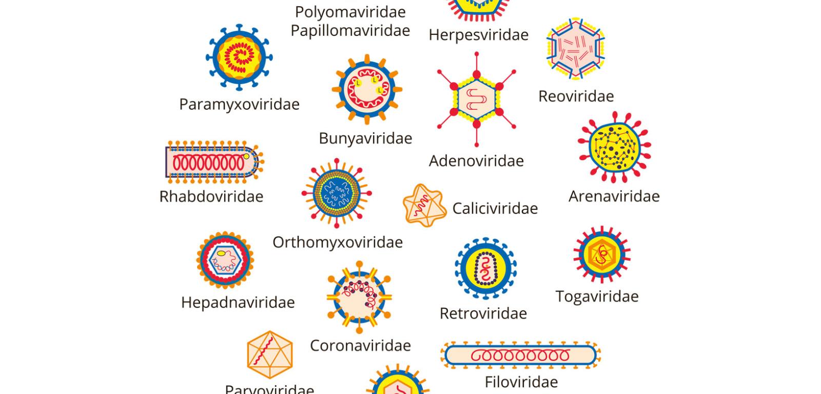 Wirusy mają różną budowę. Płaszcz białkowy otacza RNA/DNA.
