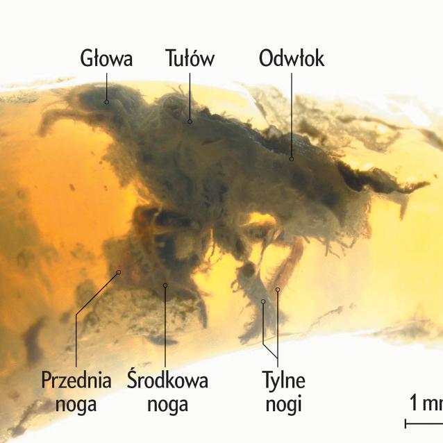 Z: “Arthropod Entombment in Weathering-formed Opal: New Horizons for Recording Life in Rocks”, Boris Chauviré i in., Scientific Reports, tom 10, artykuł nr 10 575; 2020. https://doi.org/10.1038/s41598-020-67412-9