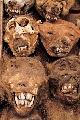 Targ voodoo w Lome. Lokalni nazywają to miejsce apteką.