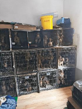 Jędrzejów, Fundacja dla Szczeniąt Judyta zlikwidowała tu pseudohodowlę 104 psów.