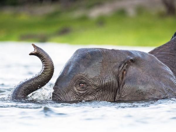 W największym Parku Narodowym Hwange żyje obecnie 55 tys. słoni.