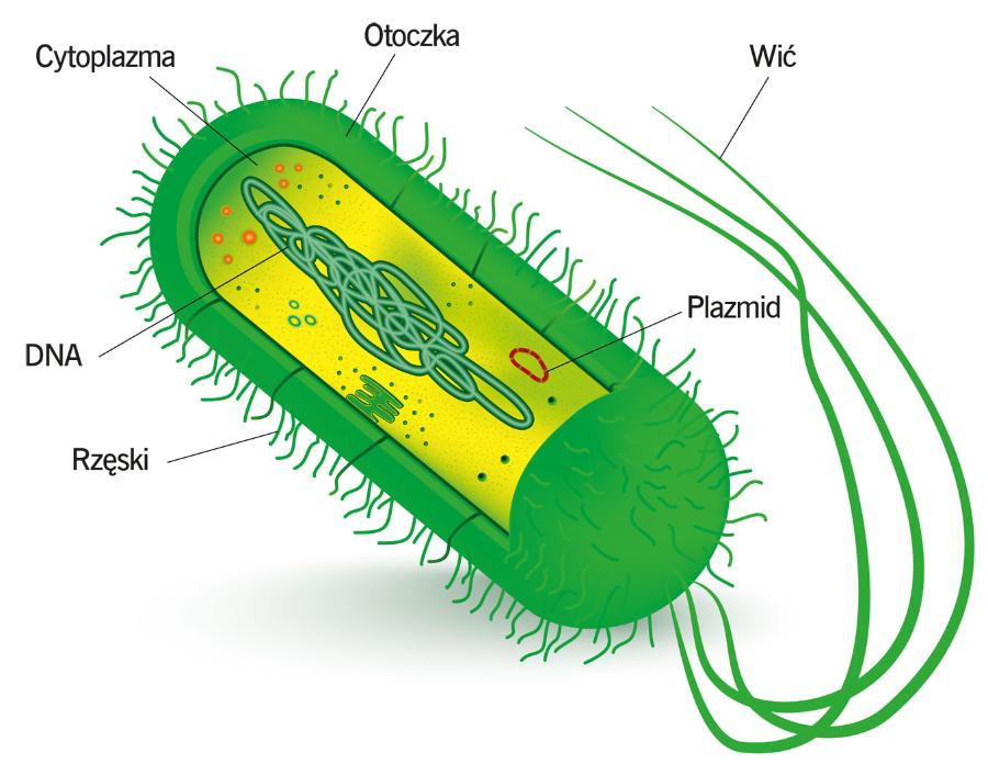 Budowa bakterii Escherichia coli.