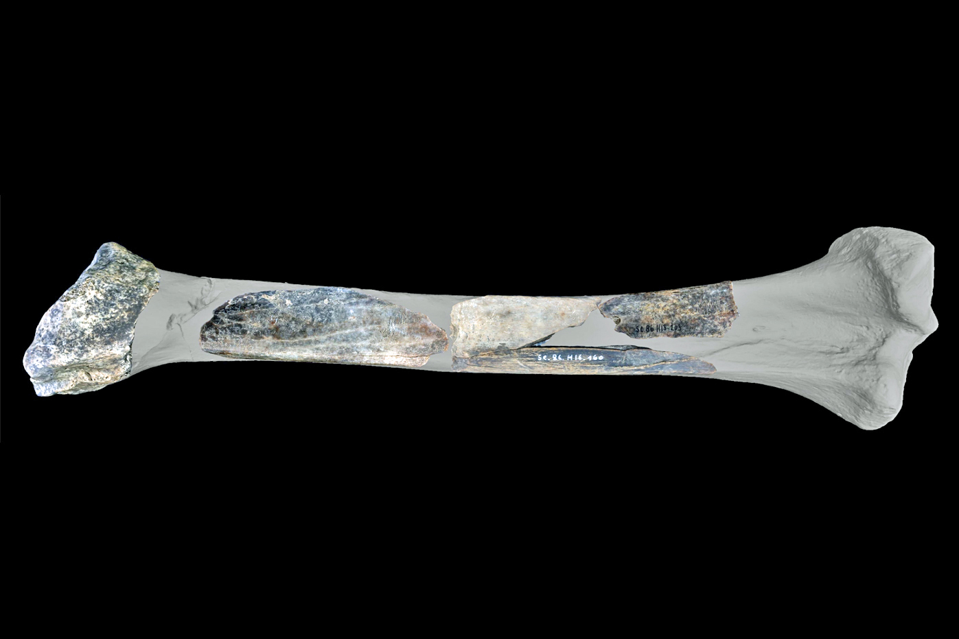 Neandertalczycy: rodzinne przepisy i multitool z kości lwa