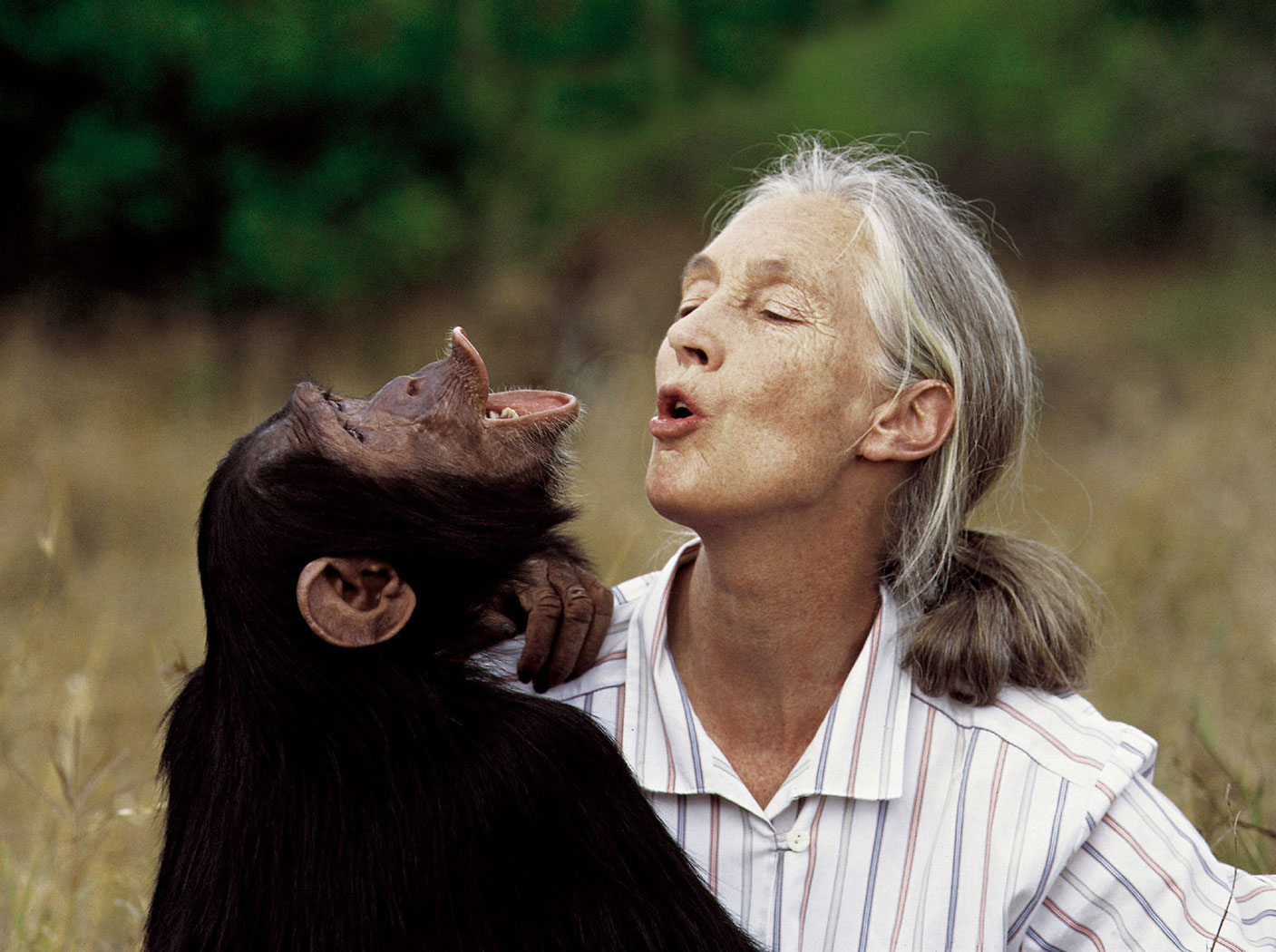 Jane Goodall. Jej badania zmieniły sposób patrzenia na małpy | O małpach po ludzku