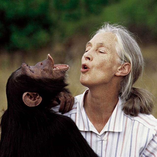Badania Jane Goodall (1934–2025) zmieniły sposób patrzenia na małpy. To ona jako pierwsza opisała spontaniczną kreatywność szympansów.