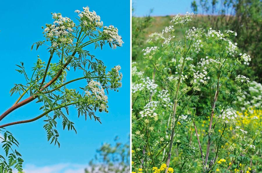 Szczwół plamisty zawiera trujące alkaloidy. Jest niebezpieczny również dla ludzi.