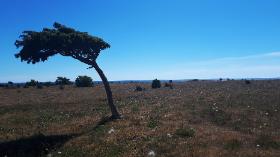 Närsholmen, też Gotlandia, gdzie Andriej Tarkowski, po tym jak nie wpuszczono go na Fårö, znalazł podobne pejzaże do filmów Bergmana. Nakręcił tam „Ofiarowanie” (1986 r.).