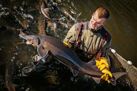 Jesiotry z Gospodarstwa Gosławice. W 2019 r. zakład sprzedał 29 ton kawioru.