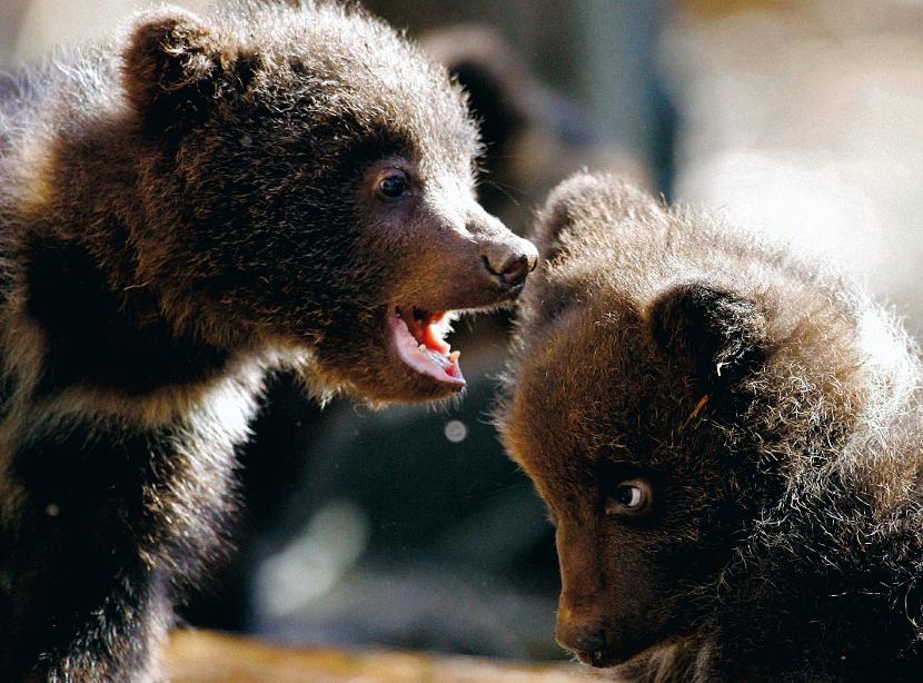 Rodzina rosyjskich biologów Pażetnowów od ćwierć wieku prowadzi żłobek dla osieroconych niedźwiadków.