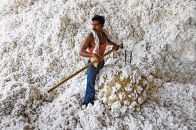 Ponad 90 proc. uprawianej w Indiach bawełny to odmiany genetycznie zmodyfikowane.