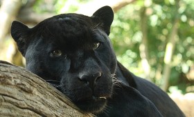 Naukowcy ustalili, że jaguar charakteryzuje się najsilniejszym uściskiem szczęk wśród zwierząt lądowych. Obliczono też, że proporcjonalnie do wagi ciała, jaguar jest najsilniejszym z kotów. Tu jaguar w wersji melanistycznej.