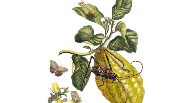 Bohaterowie dzieła Marii Sibylli Merian „Metamorphosis Insectorum Surinamensium” z 1705 r.
