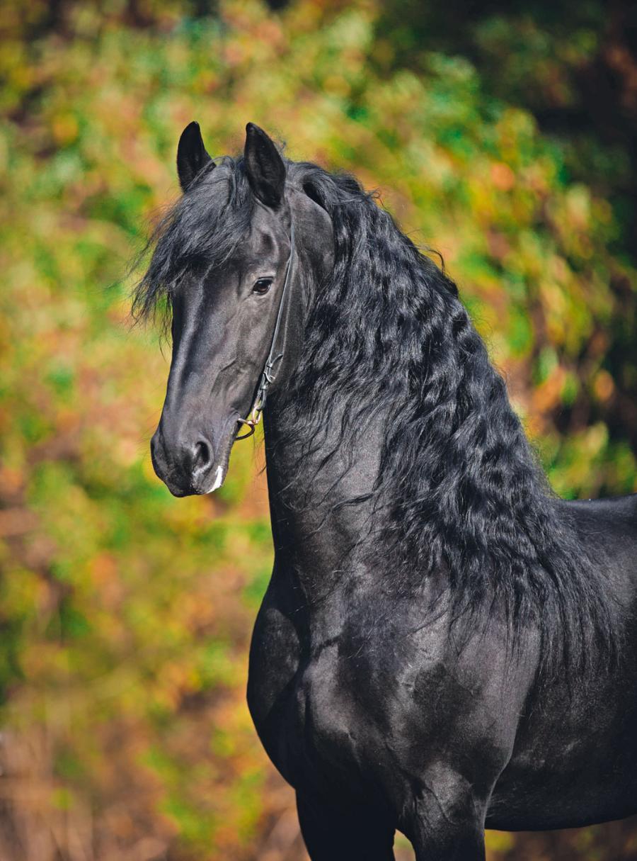 Konie fryzyjskie charakteryzują ciemne umaszczenie i bujna grzywa.