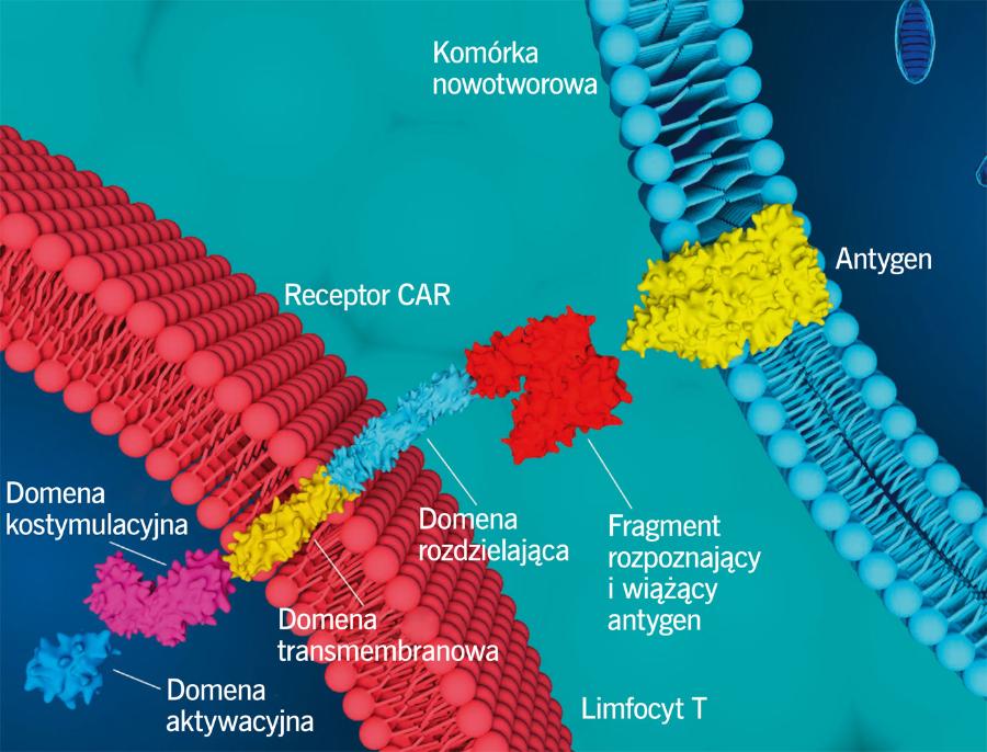Limfocyt CAR dzięki chimerycznemu receptorowi jest zdolny do rozpoznania antygenu komórki nowotworowej i jej unieszkodliwienia.
