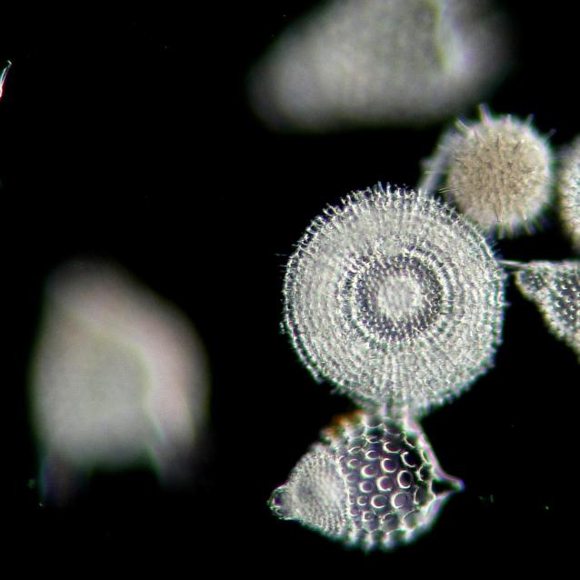 Polarne algi a toksyny emitowane do atmosfery.
Pulsar - Twoje źródło wiedzy naukowej.