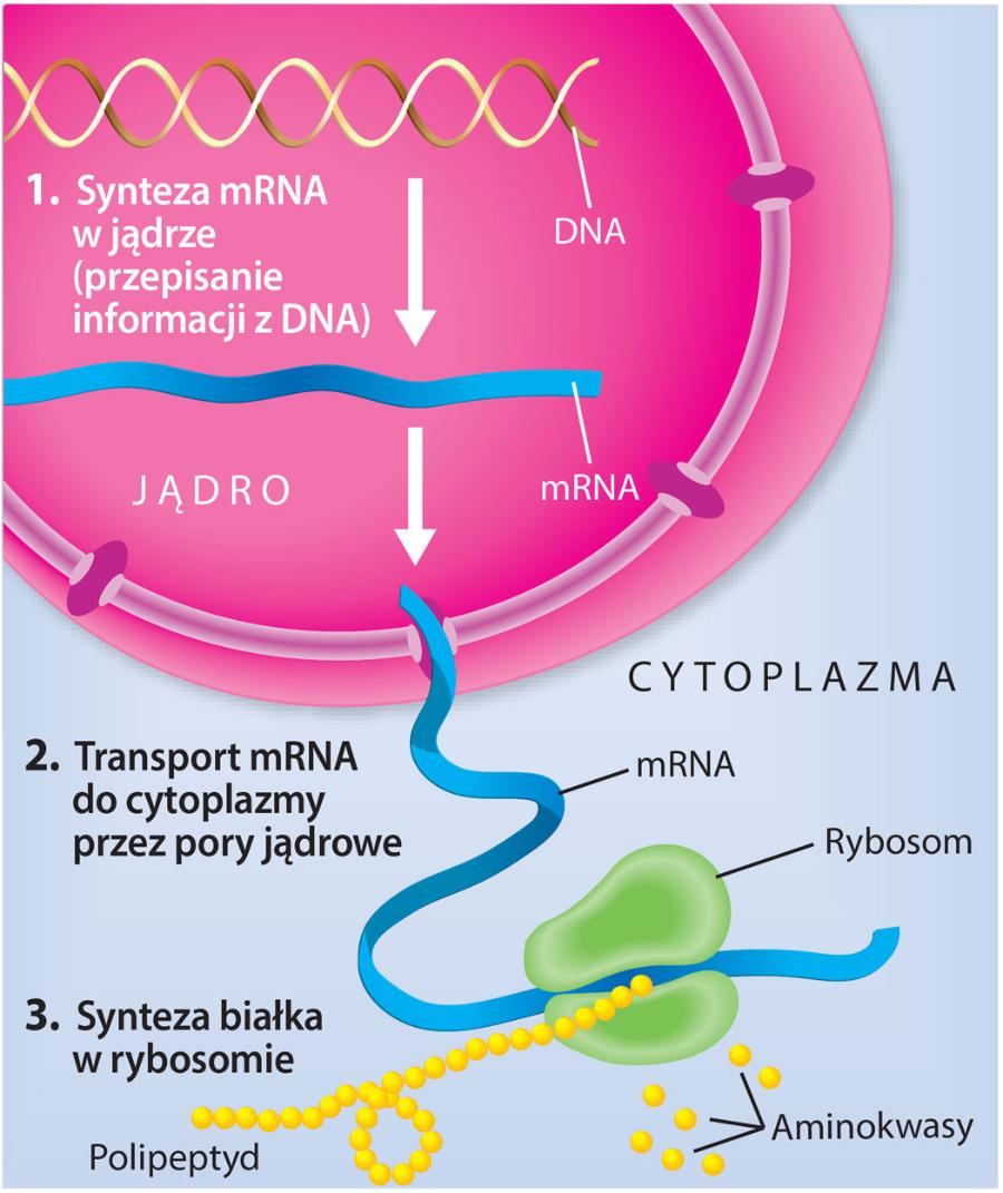 Synteza białka.