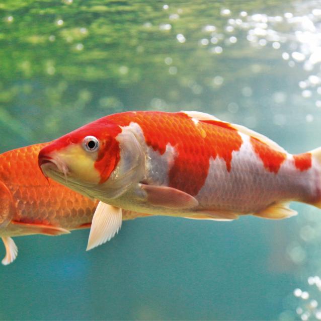Karpie koi.