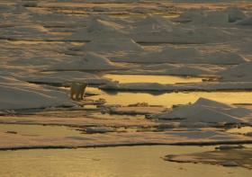 Jeśli Arktyka będzie znikać w sezonach letnich wiele tamtejszych zwierząt, na przykład polarne niedźwiedzie, nie przetrwa. Zwierzęta Arktyki muszą mieć lód, który jest podstawowym środwiskiem ich życia.