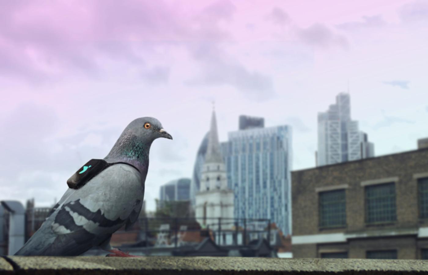 <b>Gołębi patrol.</b> W Londynie stan zanieczyszczenia powietrza miały monitorować... gołębie. Ptaki zostały wyposażone w miniaturowe plecaki z czujnikami zanieczyszczenia powietrza oraz nadajnikiem GPS. Efekty gołębiej pracy można było obserwować na Twitterze.