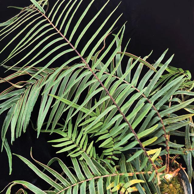 Paproć z rodziny orliczkowatych, Pteris vittata