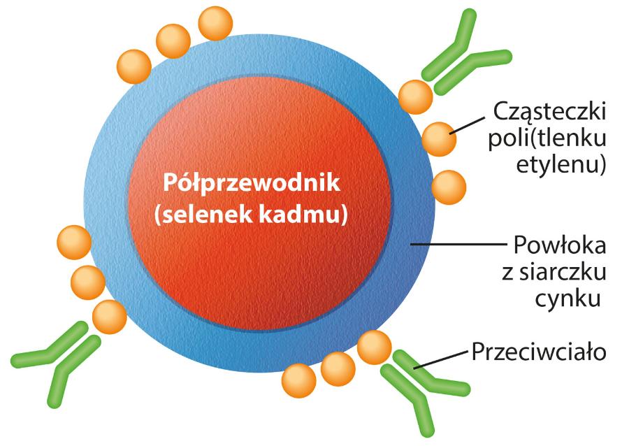 Budowa kropki kwantowej. Przeciwciała rozpoznają komórki nowotworowe.